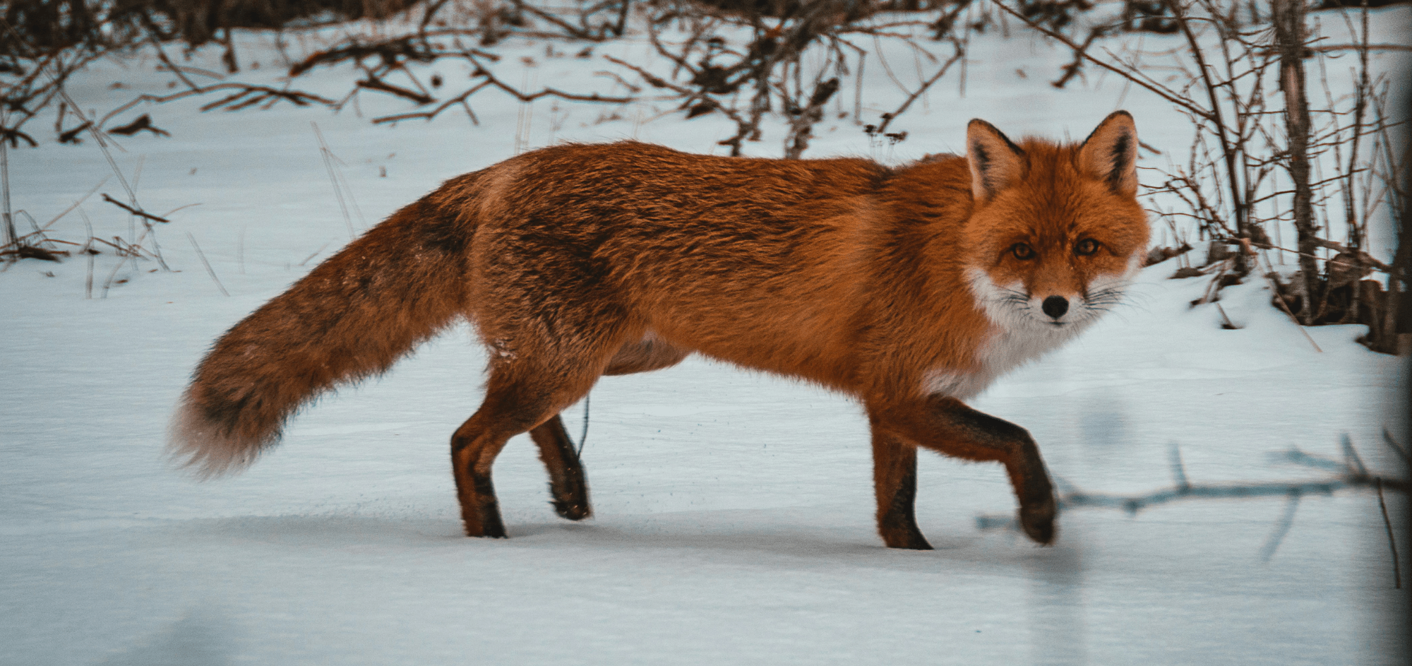 Animal Clues