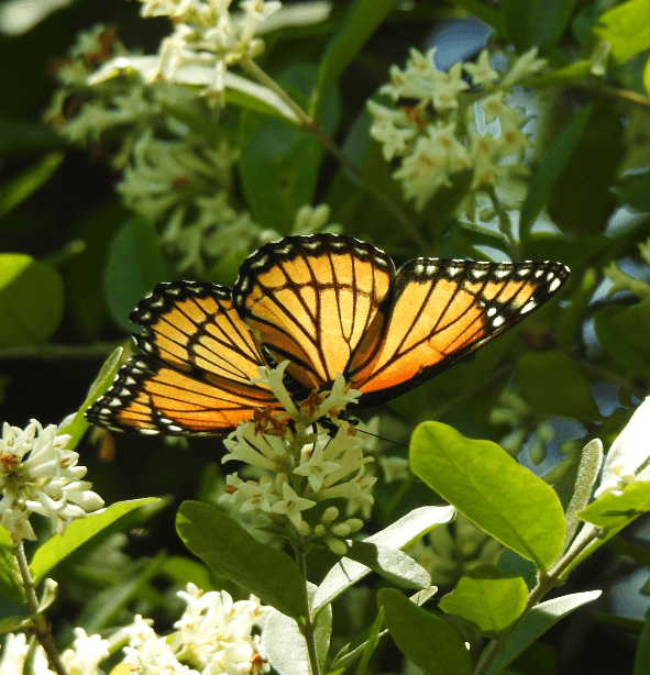 Wildlife photography example showing ideal natural lighting
