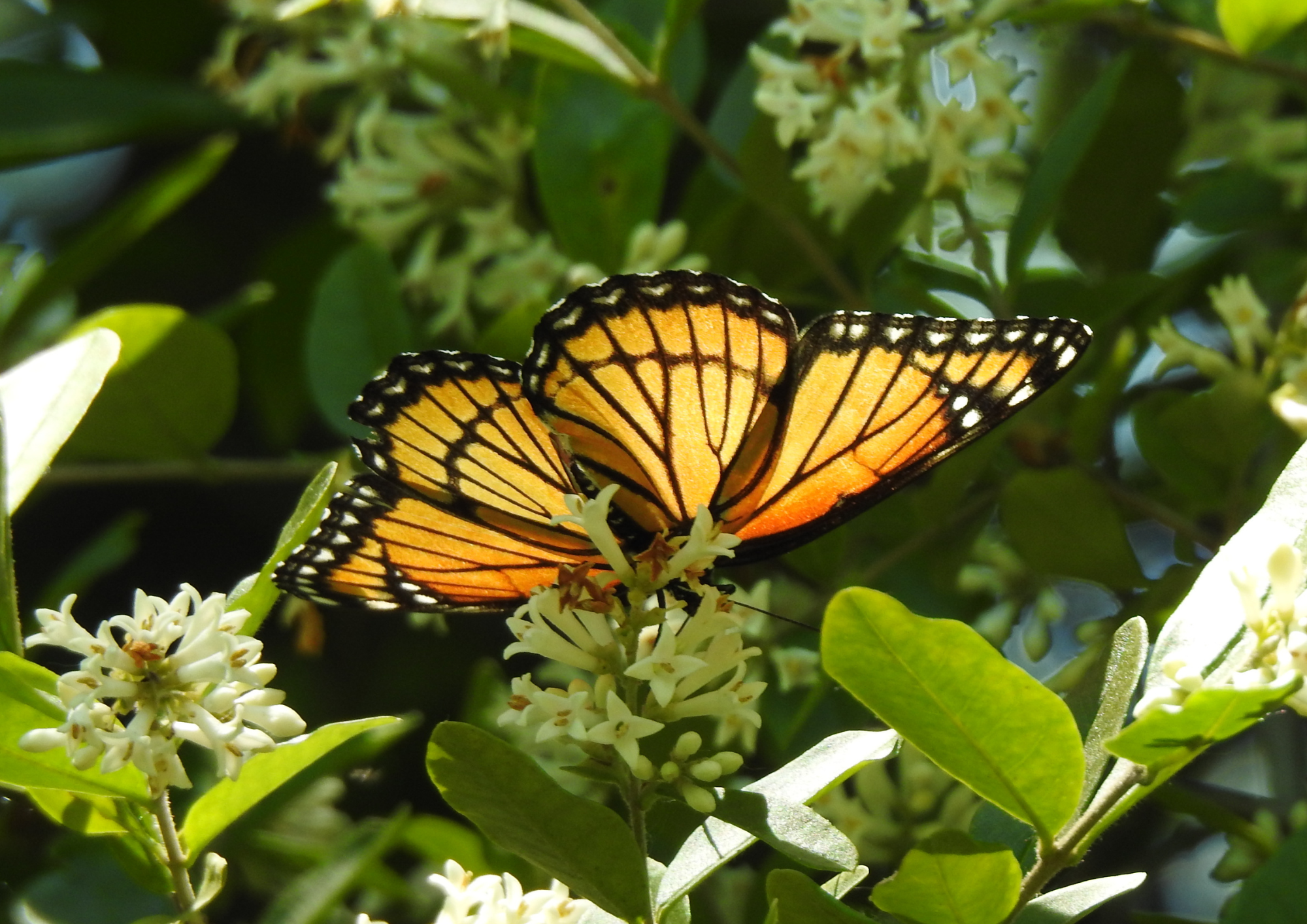 Documented species photographed for EncountersWorld