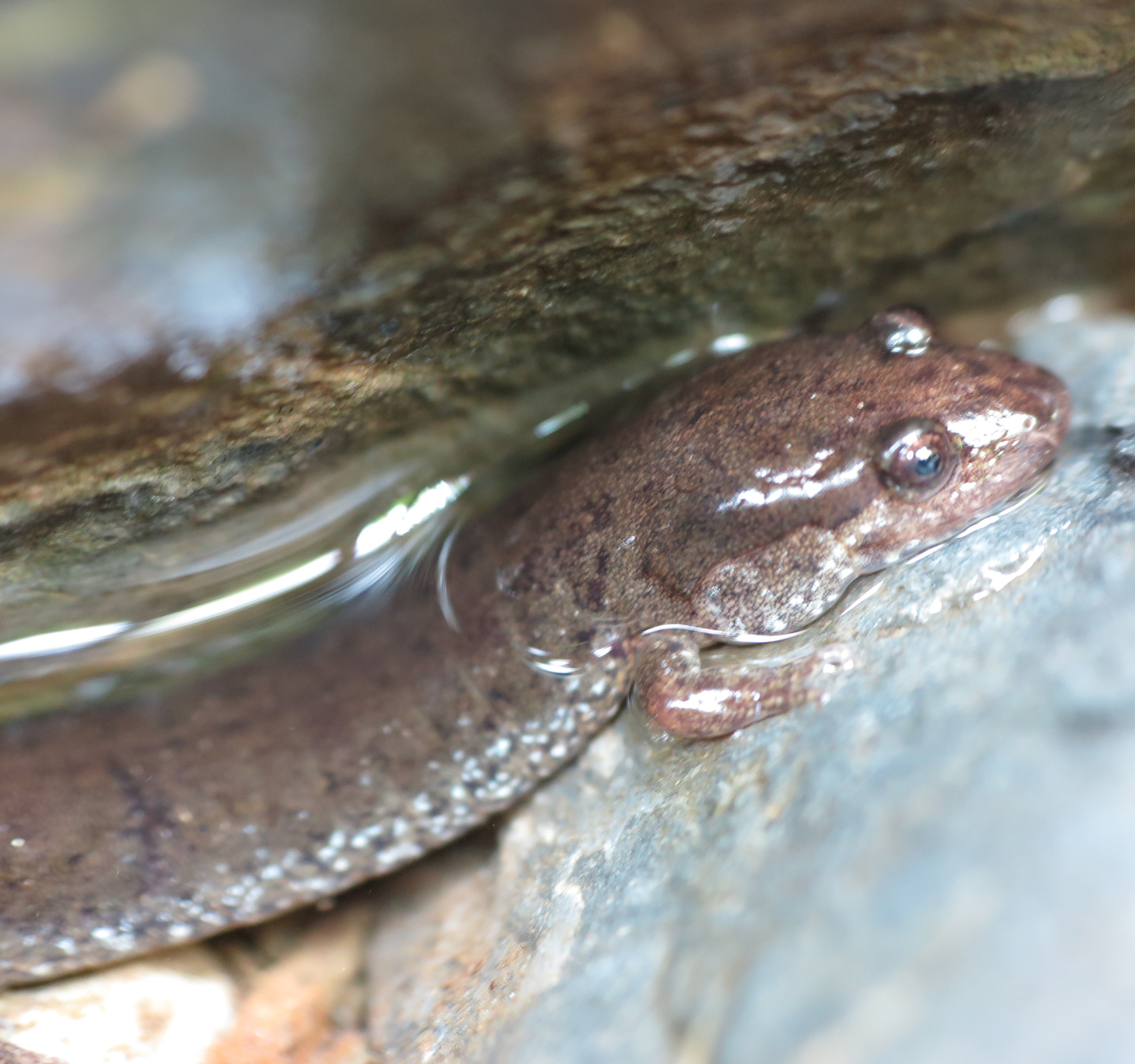 Wildlife discovery