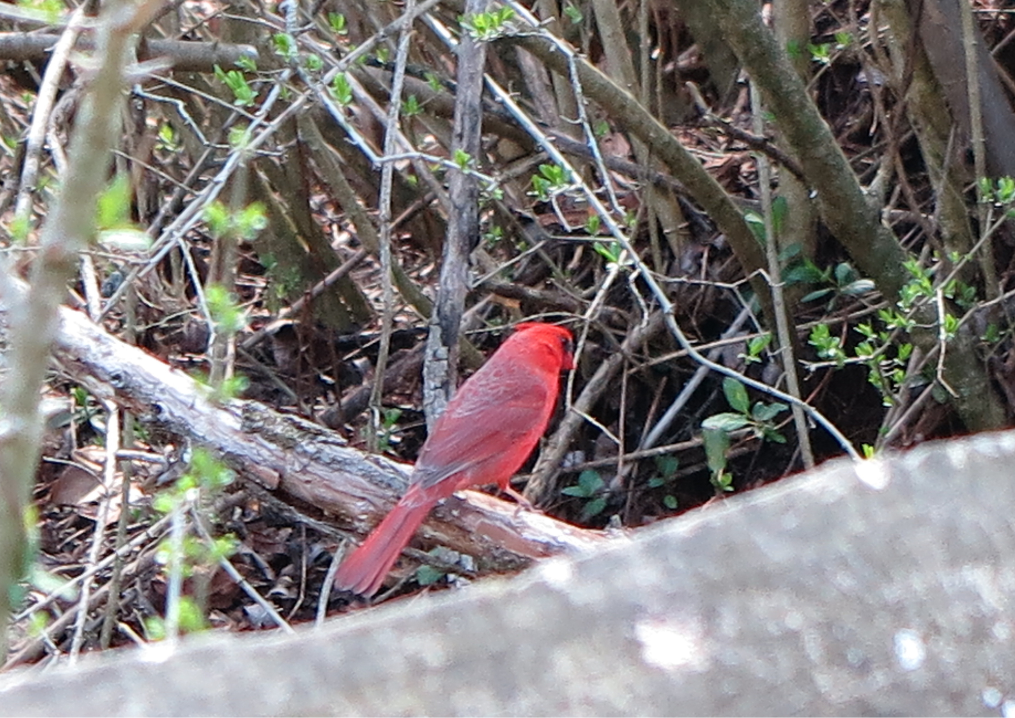 Wildlife encounter from the EncountersWorld journey