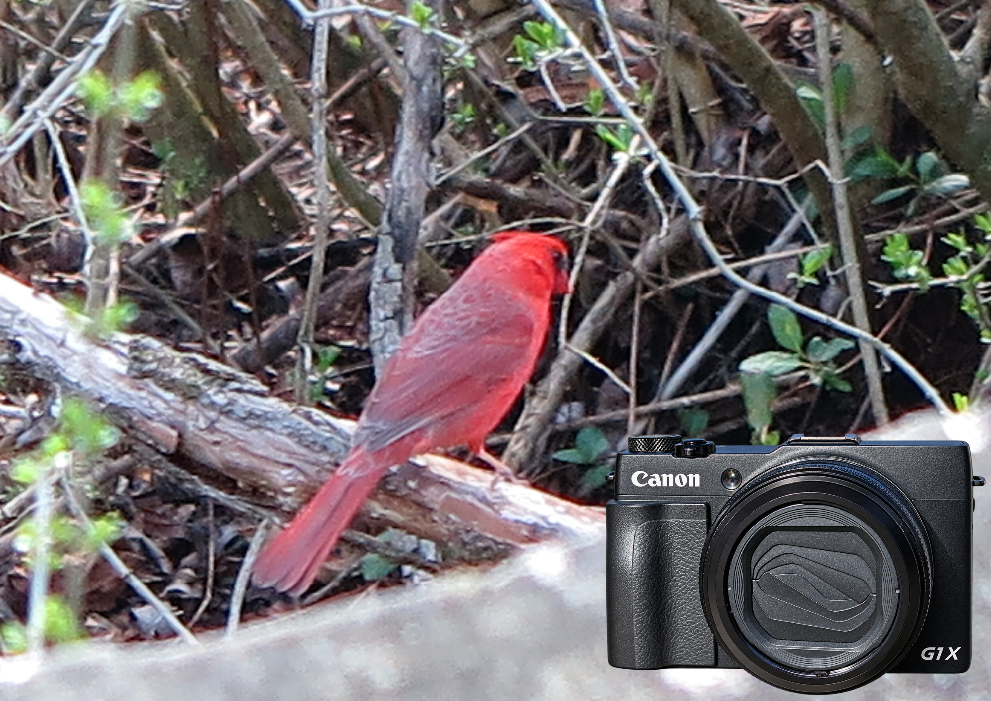 The first wildlife photograph and first species documented for EncountersWorld