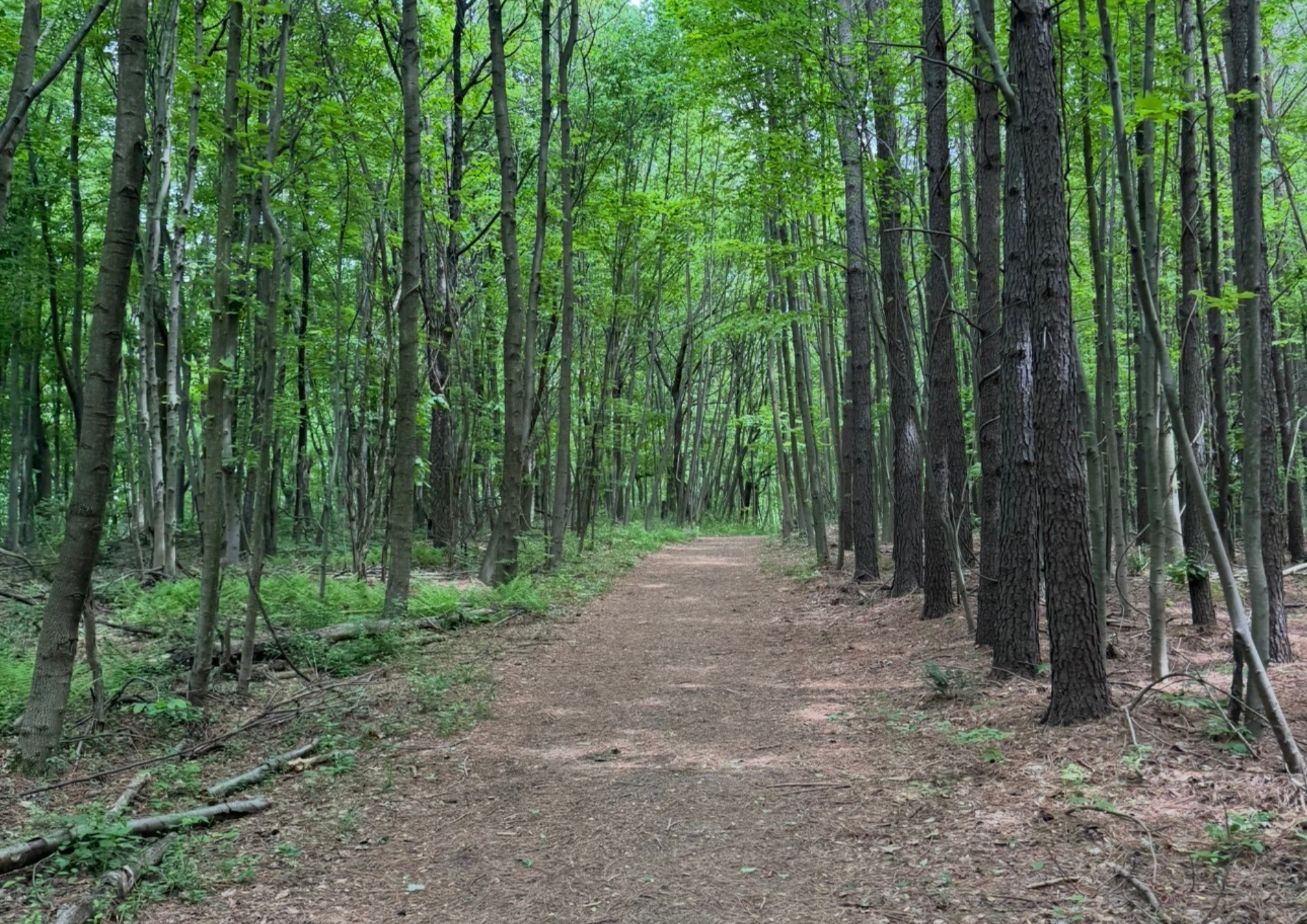 Woodland hiking trail explored during the EncountersWorld journey