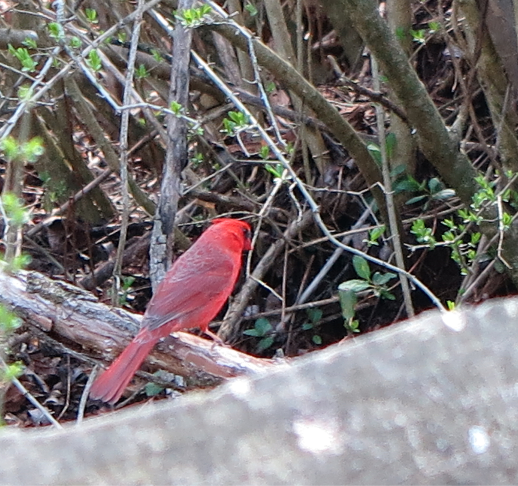 Early wildlife photograph