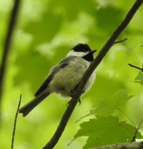 Ethical wildlife photography in the field