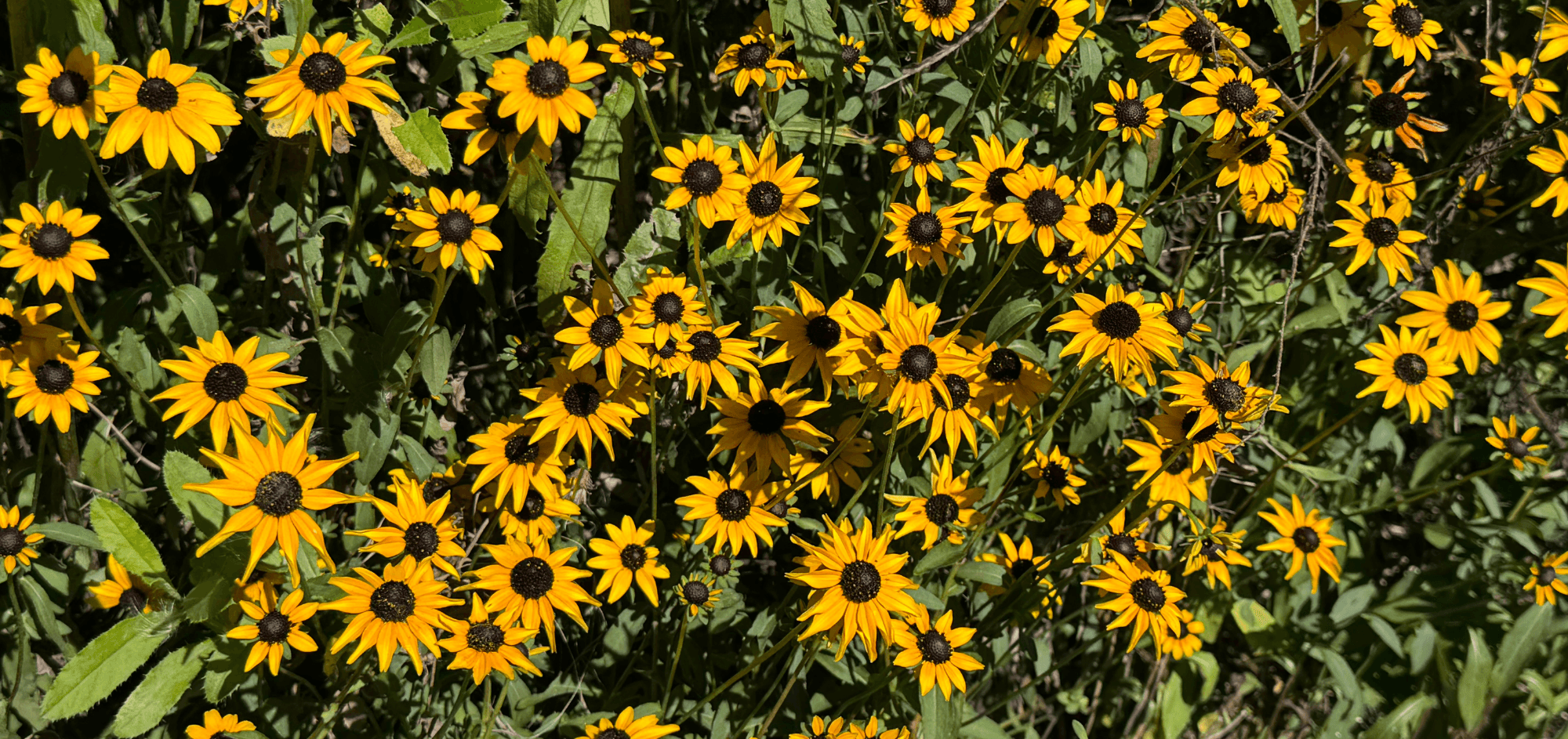 Plant Identification