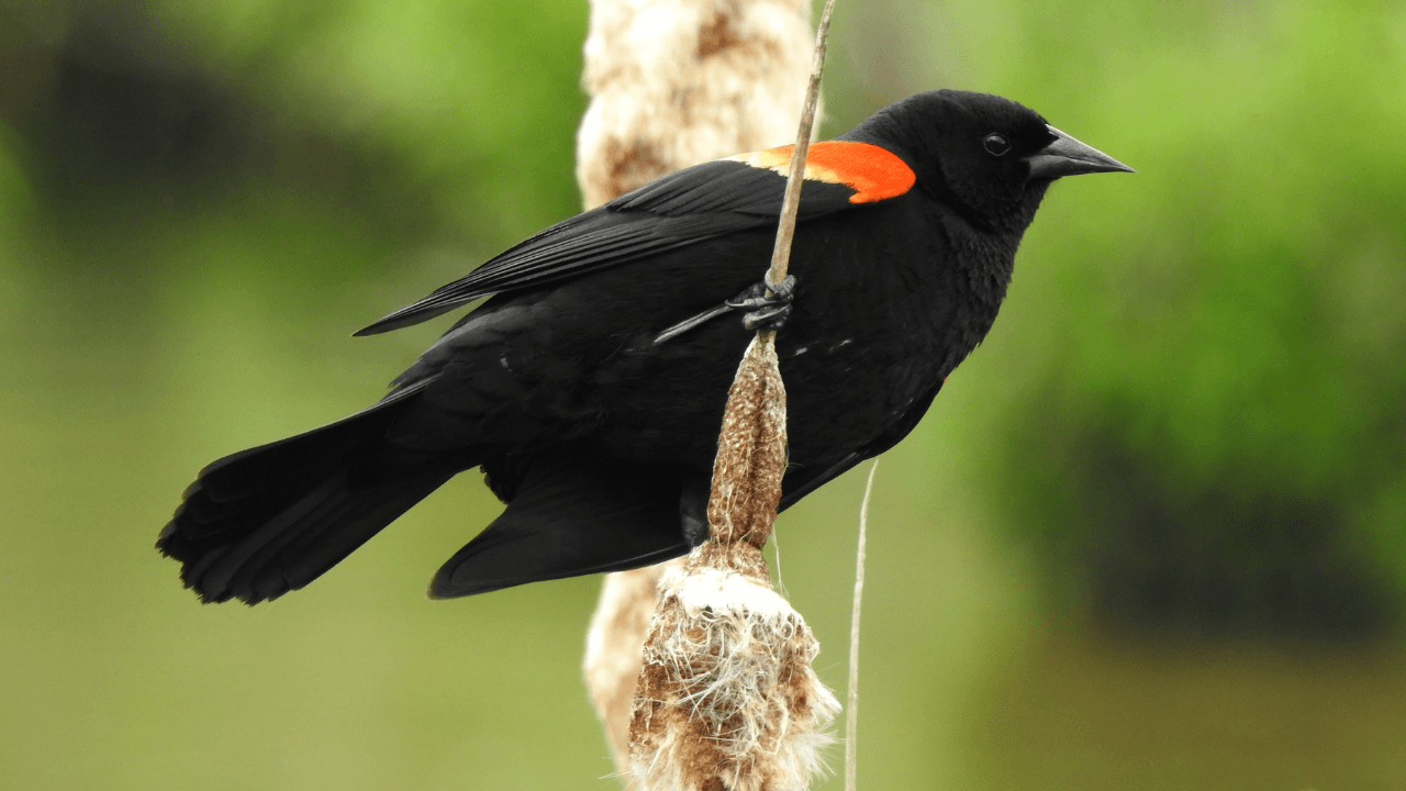 Red-winged Blackbird photographed in the wild