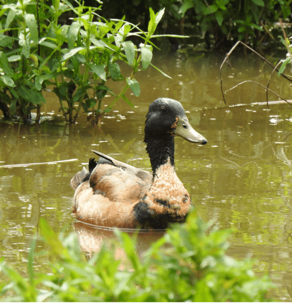 Respectful wildlife photography in natural habitat