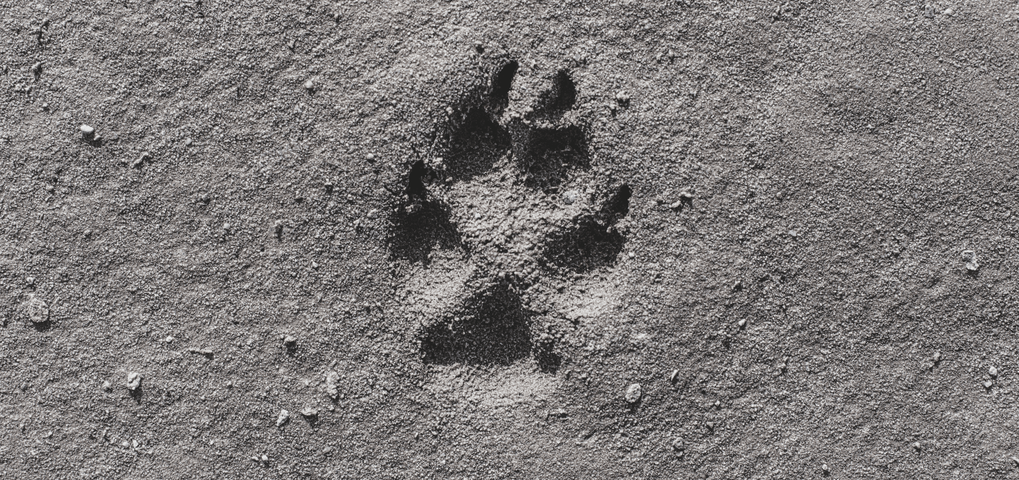 Tracks and Signs