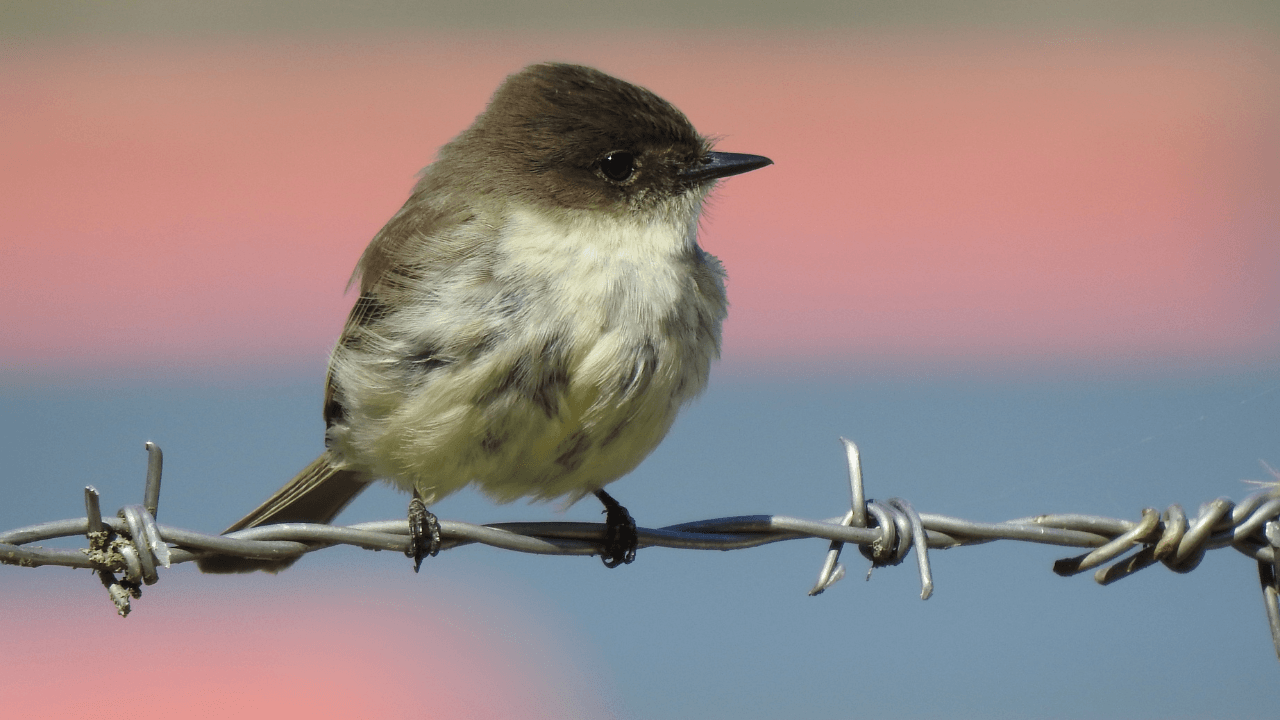 Wildlife photography techniques in practice
