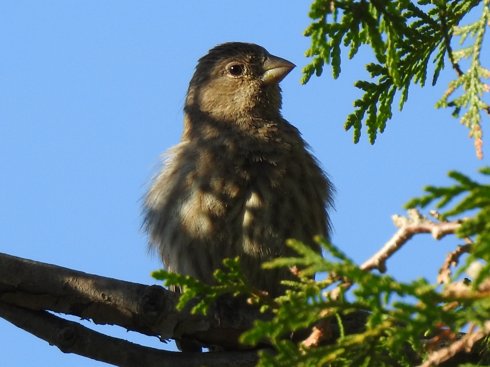 Female House Finch - photo 1