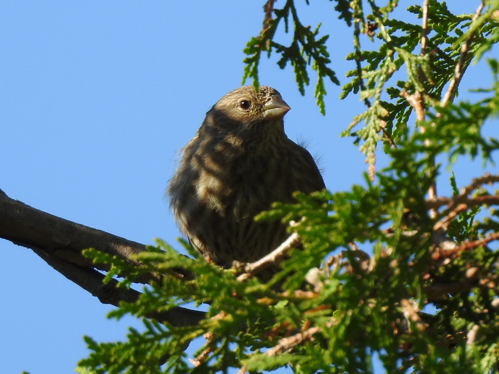 Female House Finch - photo 3