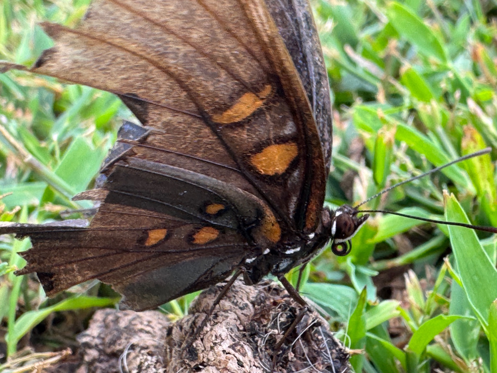 Spotted Moth! - photo 3