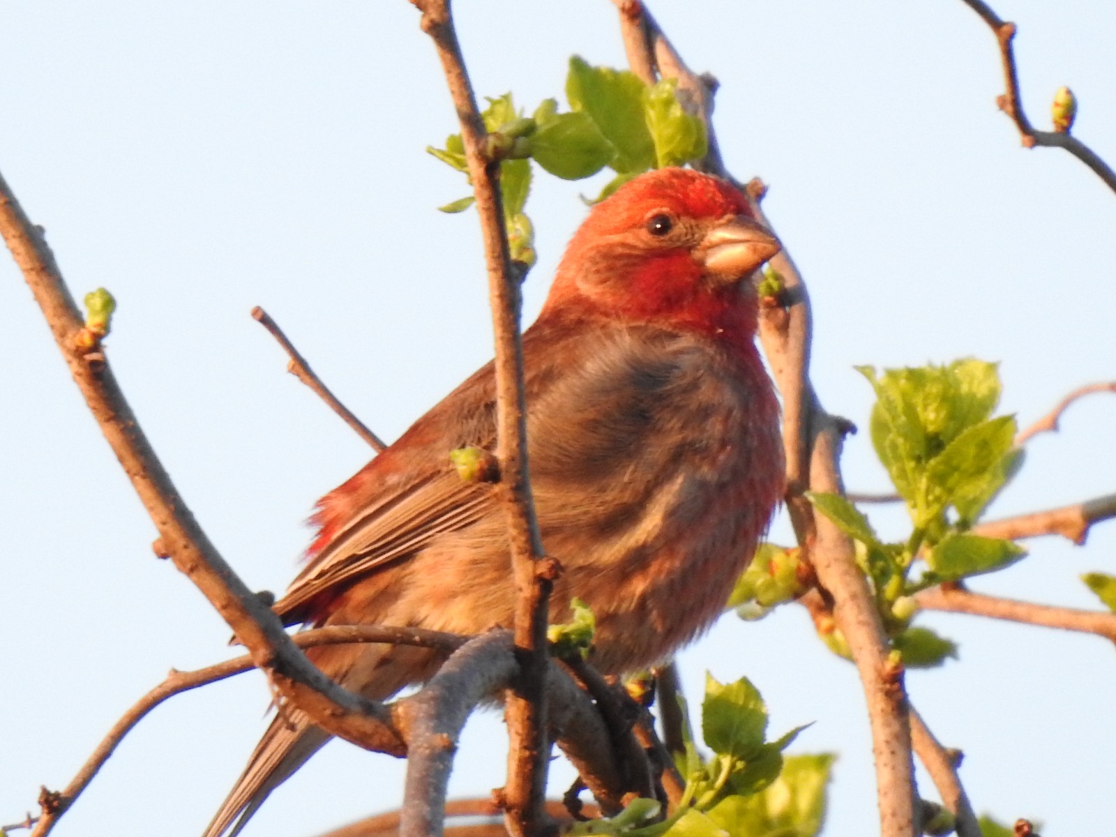 House Finch Sitting Up Observing - photo 1